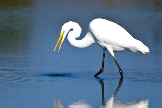 Great Egret hunting for fishPhoto by: (c) rck953 www.fotosearch.com