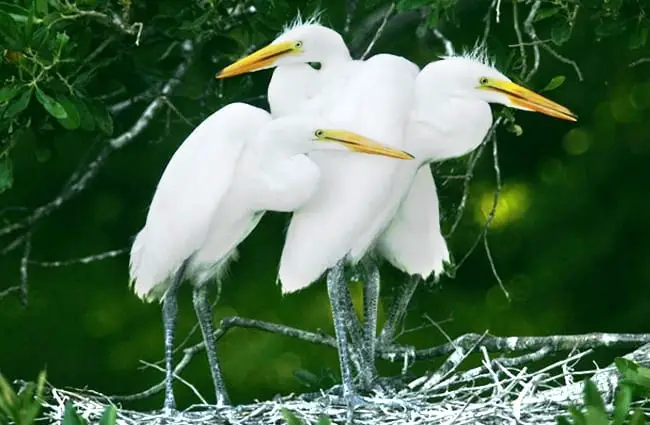 Great White Egret chicks Photo by: (c) wallbanger www.fotosearch.com