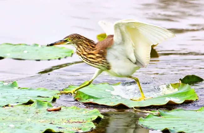 Chinese Egret running across the lily pads Photo by: (c) art9858 www.fotosearch.com
