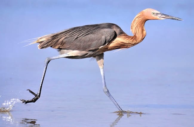 Reddish Egret stalking the beach in Florida Photo by: (c) doncon402 www.fotosearch.com