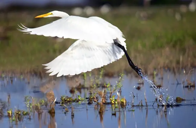 Beautiful Great Egret in flight over a pond Photo by: Denis Doukhan https://pixabay.com/photos/great-egret-flight-ardea-alba-wader-599205/