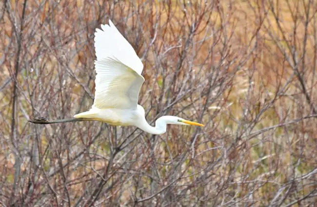 White Egret in flight Photo by: Santa3 https://pixabay.com/photos/animal-river-waterside-bird-3936946/