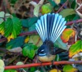 Fantail Photographed At The Te Anau Bird Sanctuary Photo By: Murray Foubister Https://Creativecommons.org/Licenses/By-Sa/2.0/