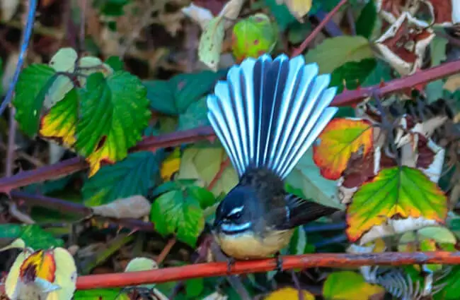 Fantail photographed at the Te Anau Bird Sanctuary Photo by: Murray Foubister https://creativecommons.org/licenses/by-sa/2.0/
