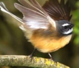 Dancing Fantail, New Zealand Fantail Photo By: A. Sparrow Https://Creativecommons.org/Licenses/By-Sa/2.0/