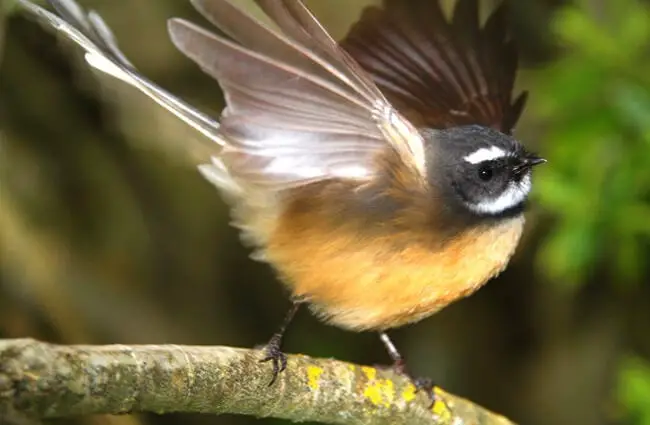 Dancing Fantail, New Zealand Fantail Photo by: A. Sparrow https://creativecommons.org/licenses/by-sa/2.0/