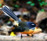 New Zealand Fantail Photo By: Bernard Spragg. Nz Https://Creativecommons.org/Licenses/By-Sa/2.0/