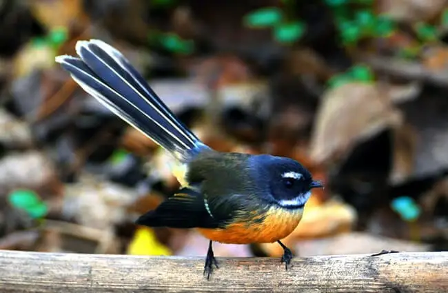 New Zealand Fantail Photo by: Bernard Spragg. NZ https://creativecommons.org/licenses/by-sa/2.0/