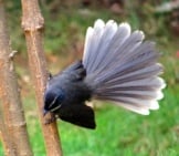 Beautiful Fantail Showing Off His Tailphoto By: Bishnu Sarangihttps://Pixabay.com/Photos/White-Throated-Fantail-Flycatcher-302078/