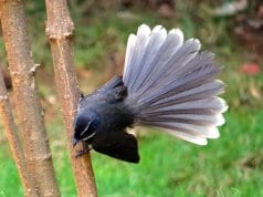 Beautiful Fantail showing off his tailPhoto by: Bishnu Sarangihttps://pixabay.com/photos/white-throated-fantail-flycatcher-302078/