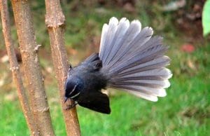 Beautiful Fantail showing off his tailPhoto by: Bishnu Sarangihttps://pixabay.com/photos/white-throated-fantail-flycatcher-302078/