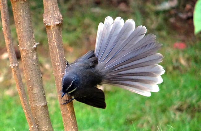 Fantail - Description, Habitat, Image, Diet, and Interesting Facts