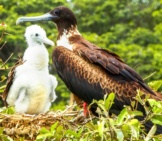 Female Frigate Bird With Her Chick Photo By: (C) Ammit Www.fotosearch.com 