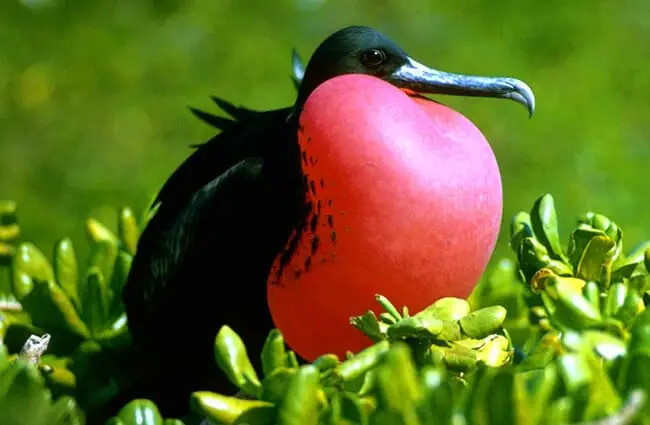 Magnificent Frigate Bird Public Domain