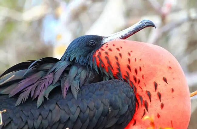 Frigate Bird с Галапагосских островов. Фото: Дэйв Эмсли https://pixabay.com/photos/galapagos-islands-frigate-bird-red-894462/