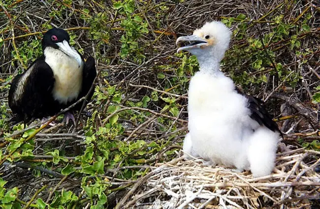 Galapagos Islands Frigate Birds - mother and baby Photo by: Graham Hobster https://pixabay.com/photos/frigate-bird-chick-wildlife-2391539/
