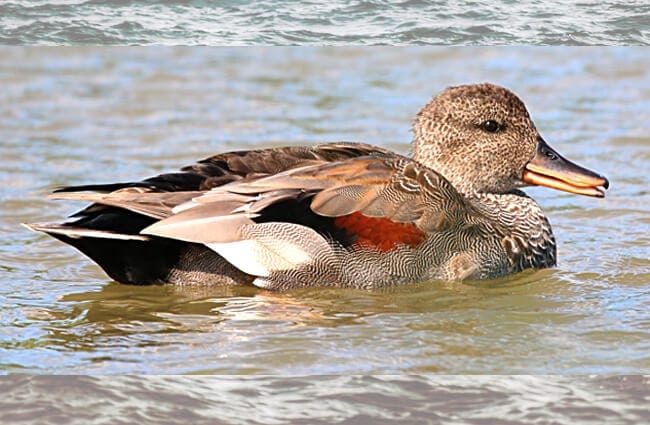 Gadwall drake Фото: Nick Goodrum https://creativecommons.org/licenses/by/2.0/