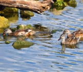 A Trio Of Gadwalls Perusing Near The Rocky Edge Of The Lake Photo By: Andy Reago &Amp; Chrissy Mcclarren Https://Creativecommons.org/Licenses/By/2.0/