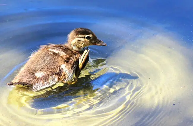 Gadwall youngling floating in shallow waters Photo by: Hans Benn, Public Domain https://pixabay.com/photos/gadwall-chicken-scratch-water-lake-1337820/