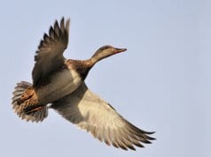 Gadwall in migration.Photo by: skeezehttps://pixabay.com/photos/duck-flying-gadwall-hen-wildlife-935160/