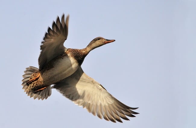 Gadwall in migration.Photo by: skeezehttps://pixabay.com/photos/duck-flying-gadwall-hen-wildlife-935160/
