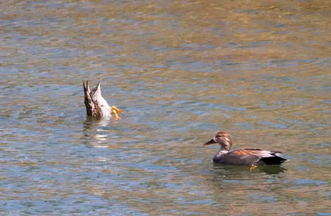 Gadwall duck tipped upside-down feeding Photo by: David Mitchell https://creativecommons.org/licenses/by/2.0/