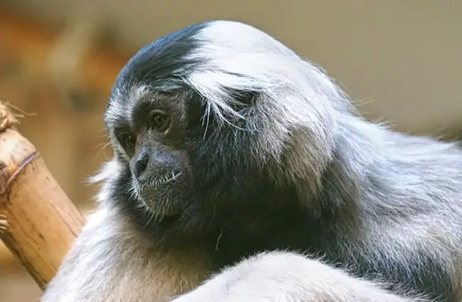 Portrait of a beautiful Gibbon