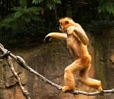 Playful Gibbon