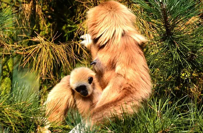 Gibbon mother with her juvenile offspring