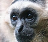 Closeup Of A Handsome Gibbon