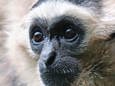 Closeup of a handsome Gibbon