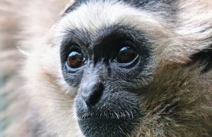 Closeup of a handsome Gibbon