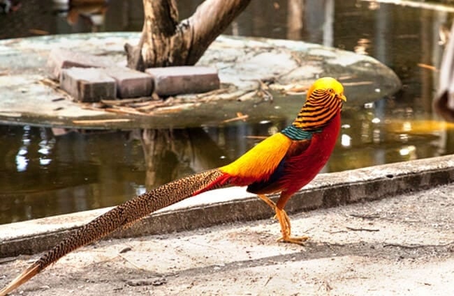 Male Golden Pheasant (Chinese Pheasant) Photo by: (c) steffstarr www.fotosearch.com