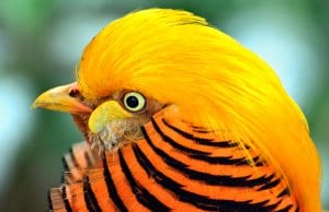 Stunning closeup of a male Golden PheasantPhoto by: Ray Miller, Public Domainhttps://pixabay.com/photos/golden-pheasant-bird-exotic-317503/