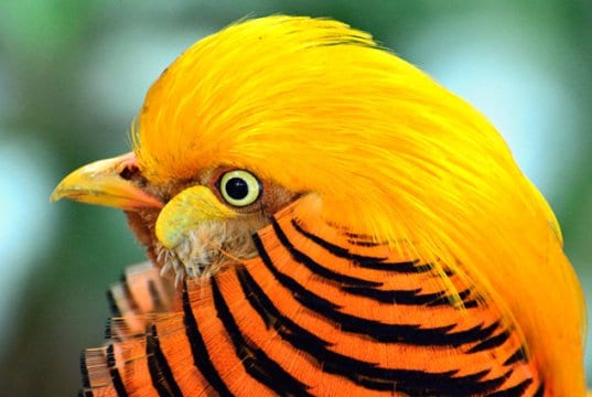 Stunning closeup of a male Golden PheasantPhoto by: Ray Miller, Public Domainhttps://pixabay.com/photos/golden-pheasant-bird-exotic-317503/
