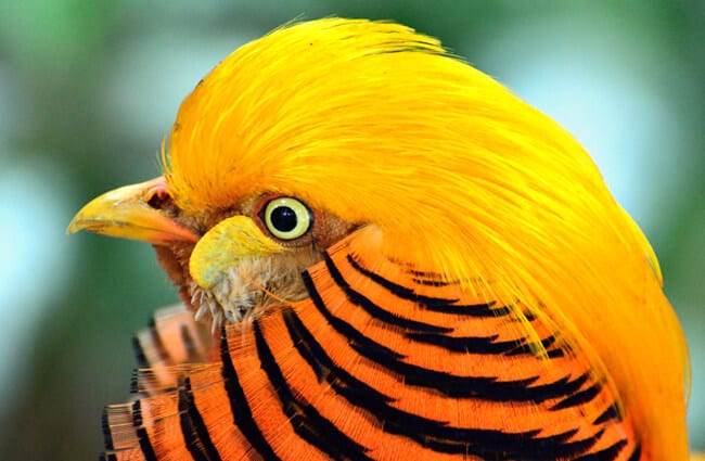 Golden Pheasant - Description, Habitat, Image, Diet, and Interesting Facts