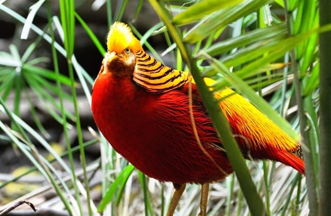 Красивый золотой фазан в траве Фото: Рэй Миллер, общественное достояние https://pixabay.com/photos/golden-pheasant-exotic-bird-fly-236019/