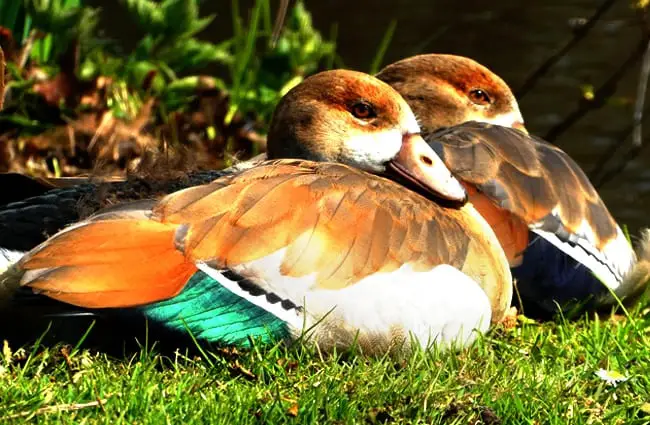 Пара молодых нильских гусей. Фото: Elsemargriet https://pixabay.com/photos/nile-goose-chicks-geese-boy-4154489/
