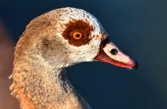 Nile Goose portrait Photo by: Mabel Amber, still incognito... https://pixabay.com/photos/nile-goose-duck-bird-waterbird-3538831/ 