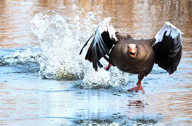 Greylag Goose running on water! Photo by: Domenic Hoffmann https://pixabay.com/photos/greylag-goose-goose-water-bird-wing-2139296/