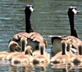 A Family Of Geese