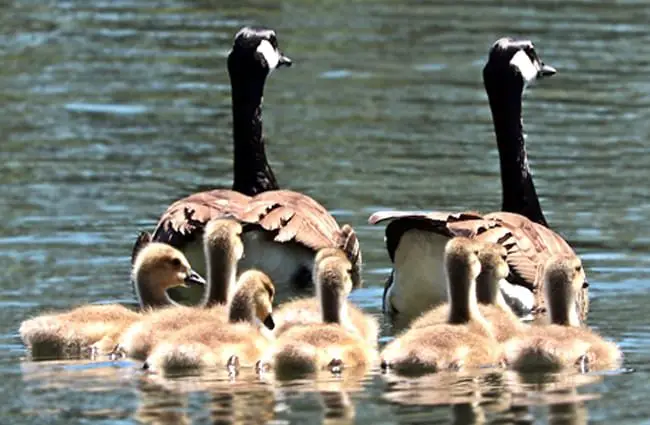 A family of geese