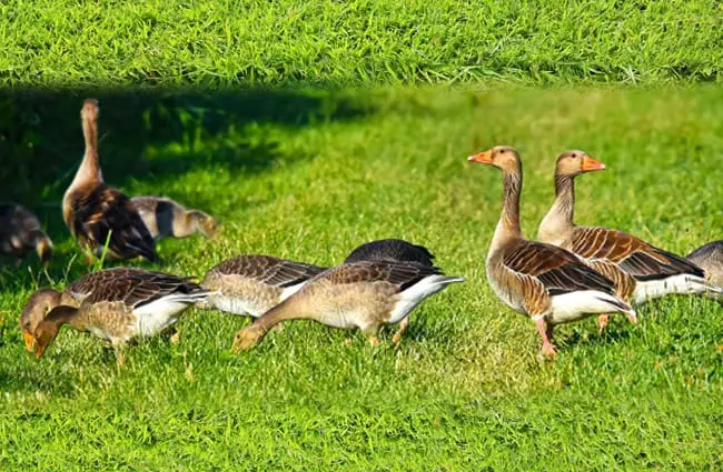 Стая канадских гусей, пасущихся в траве. Фото: Мэйбл Эмбер, все еще инкогнито... //pixabay.com/photos/goose- водоплавающая птица-водоплавающая птица-3526503/