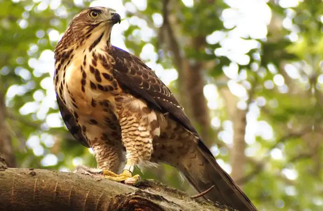 Alert Goshawk scanning the forest Photo by: Hao Qun Li https://pixabay.com/photos/crested-goshawk-raptor-912745/ 