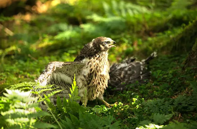 Male Goshawk aggressively defending his chicks Photo by: Rhona Anderson https://creativecommons.org/licenses/by-nd/2.0/ 