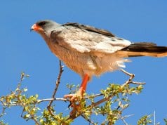 Pale Chanting GoshawkPhoto by: Chris Easonhttps://creativecommons.org/licenses/by-nd/2.0/