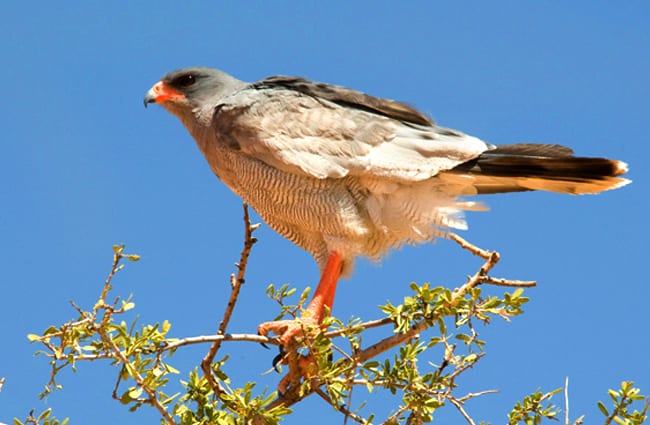 Pale Chanting GoshawkPhoto by: Chris Easonhttps://creativecommons.org/licenses/by-nd/2.0/