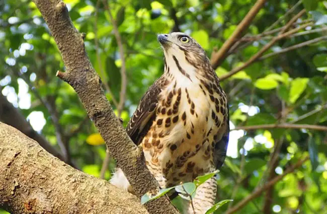 Goshawk looking for prey Photo by: Hao Qun Li https://pixabay.com/photos/crested-goshawk-%E5%B0%88-note-%E7%8D%B5-food-907055/ 