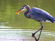 Great Blue with a fish in its beak