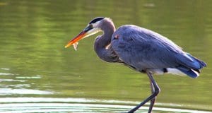 Great Blue with a fish in its beak